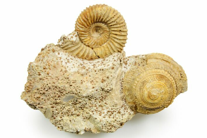 Jurassic Ammonite (Garantiana) and Sea Snail Fossil - France #367831